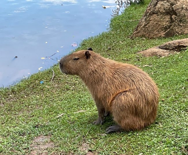 Enzimas descobertas no intestino da capivara podem facilitar o